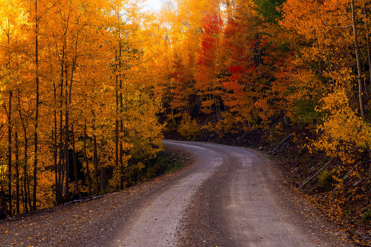Autumn trees with vibrant fall colors line a winding dirt road near telluride, colorado.
