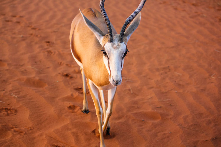 Close-up of antelope standing on sand