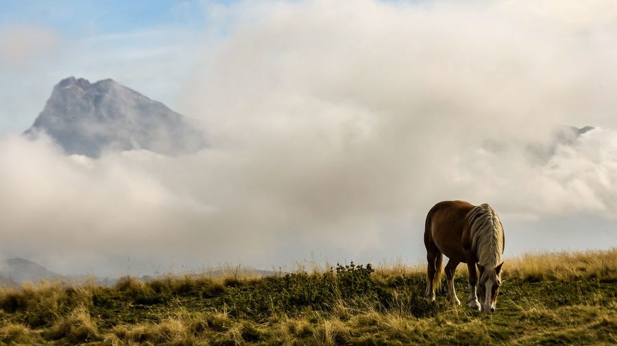 Horse grazing in a field