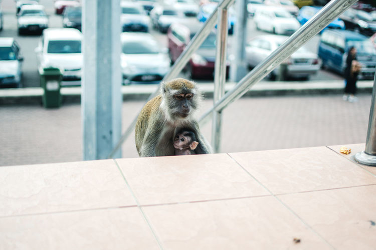 High angle view of monkey sitting on railing