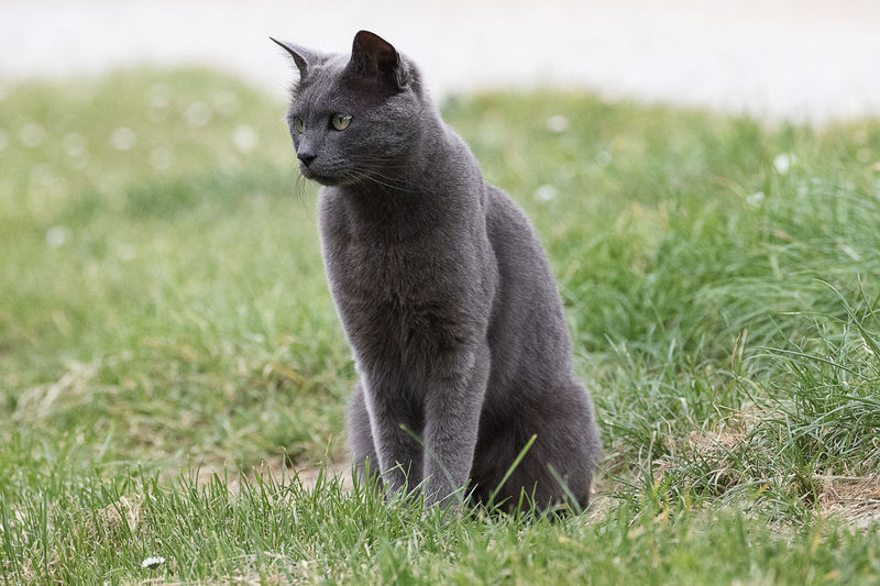 Cat looking away on field