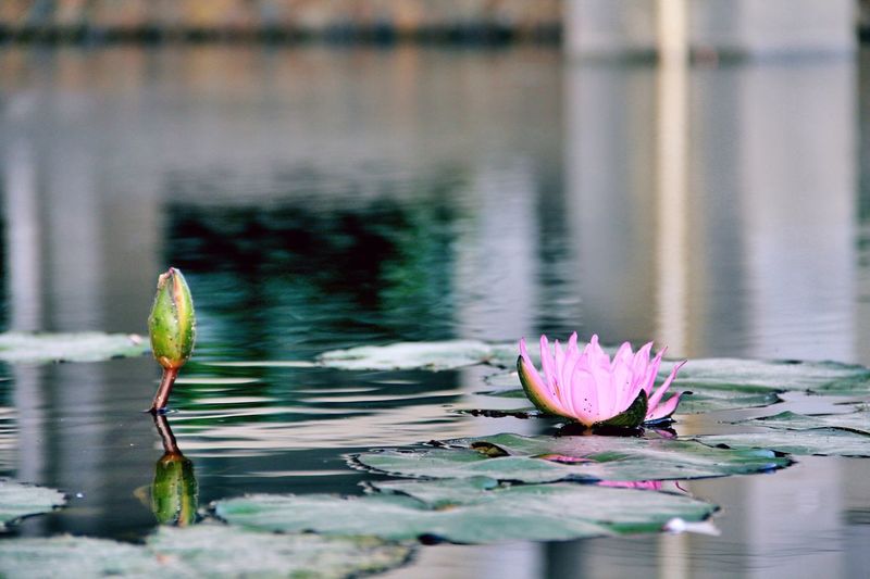 Lotus water lily growing in pond