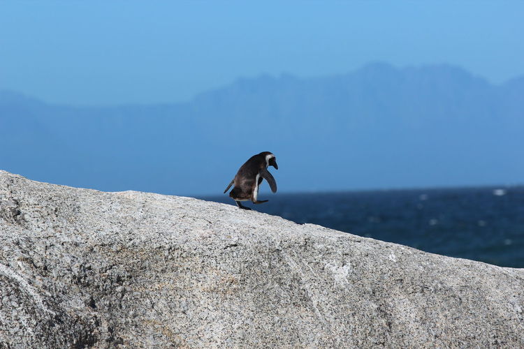 Penguin on boulder beach, south africa.