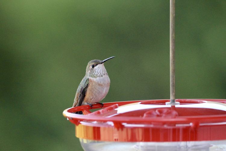 Hummingbird perching on a feeder