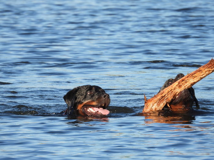 Rottweilers playing fetch with branch in blue water