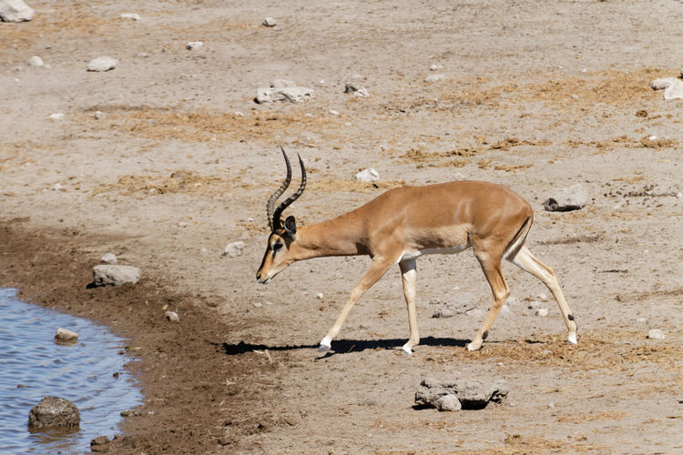 Male impala approaches waterhole