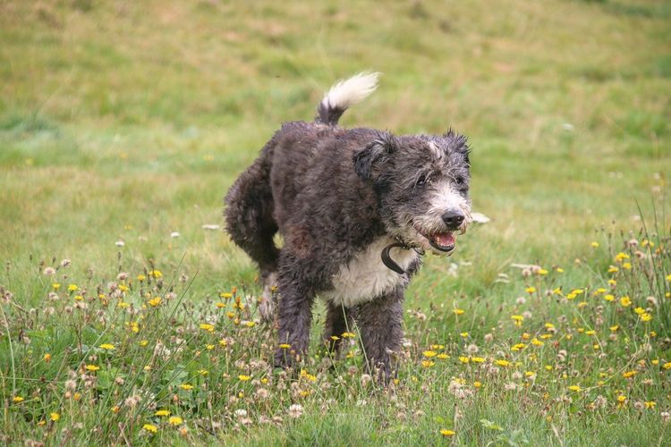 View of a dog on field