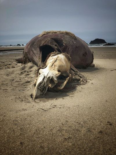 End of the life cycle of a seal on the oregon coast.