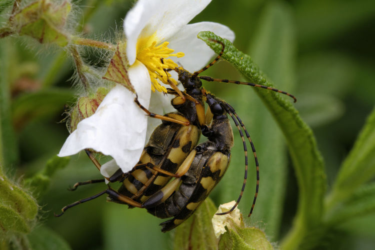 Longhorn beetle feeding on a montpellier cistus from brijuni national park
