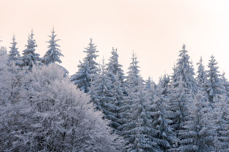 Colorful winter morning in the mountains at sunrise.