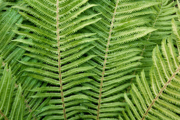 Floral background. bright green fern foliage close-up.  for lifestyle blog, poster, interior