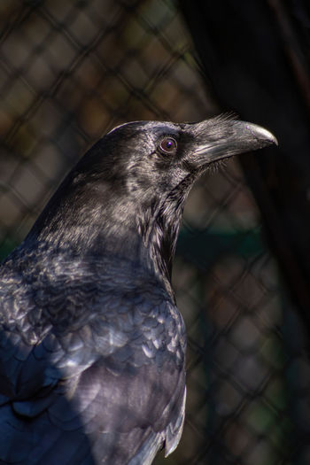 Close-up of crow outdoors