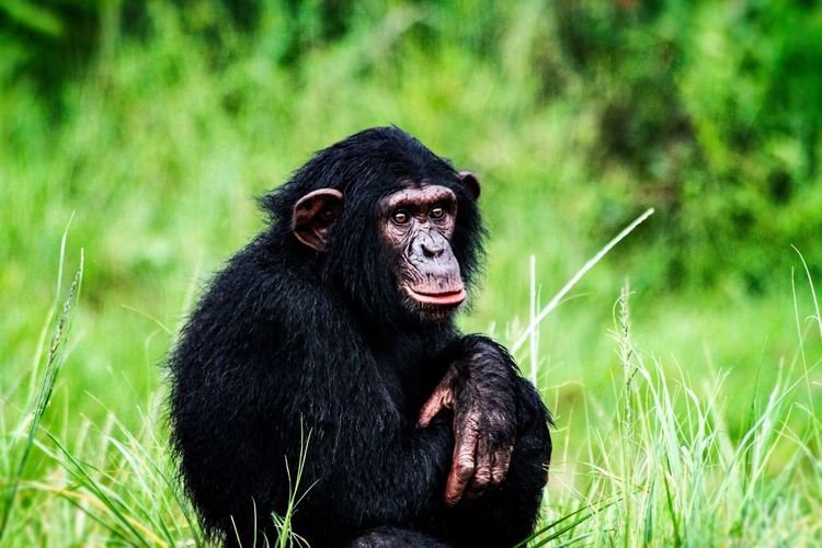 Portrait of a chimp