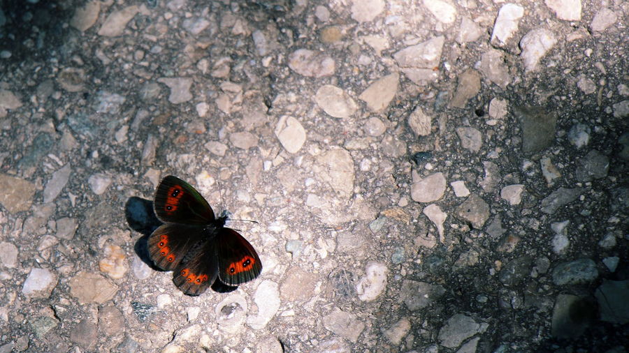 High angle view of butterfly on rock