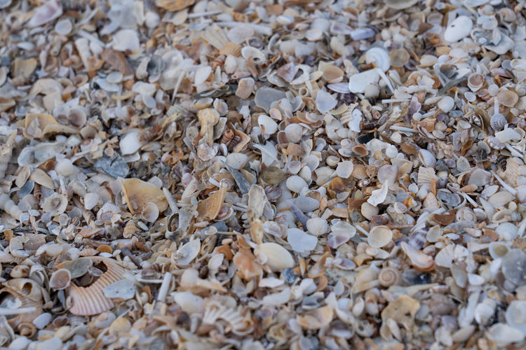 Full frame shot of shells on ground