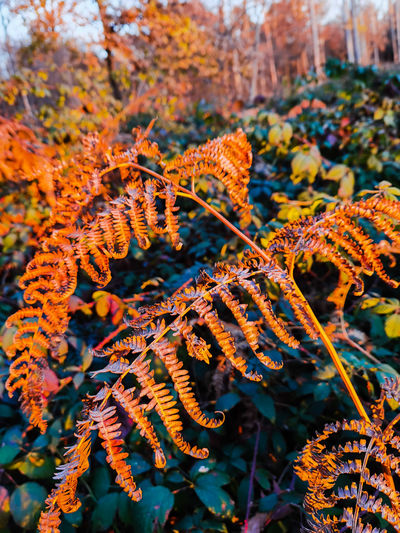 Close-up of autumn leaves on tree