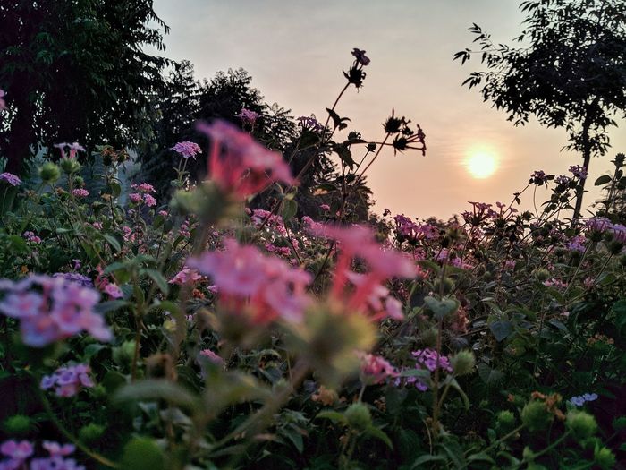 Pink flowering plants on field against sky during sunset