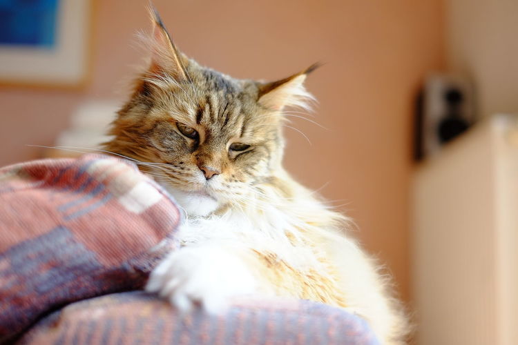 Cat enthroned on sofa at home