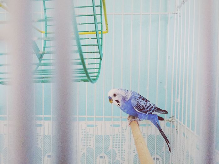 Budgerigar in cage