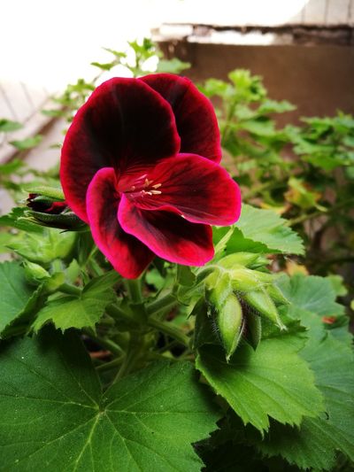 Close-up of red hibiscus blooming outdoors
