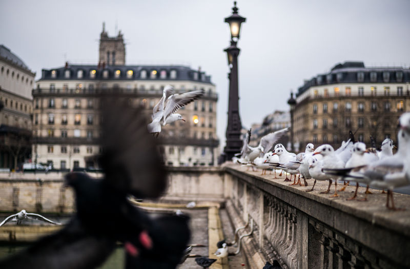 Seagulls on retaining wall against building in city