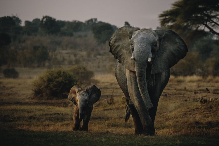 Full length of elephants on field during sunset
