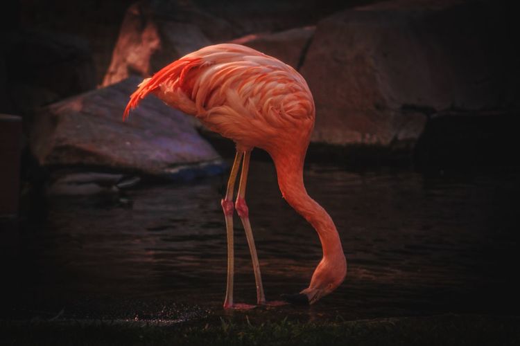 View of a flamingo in lake