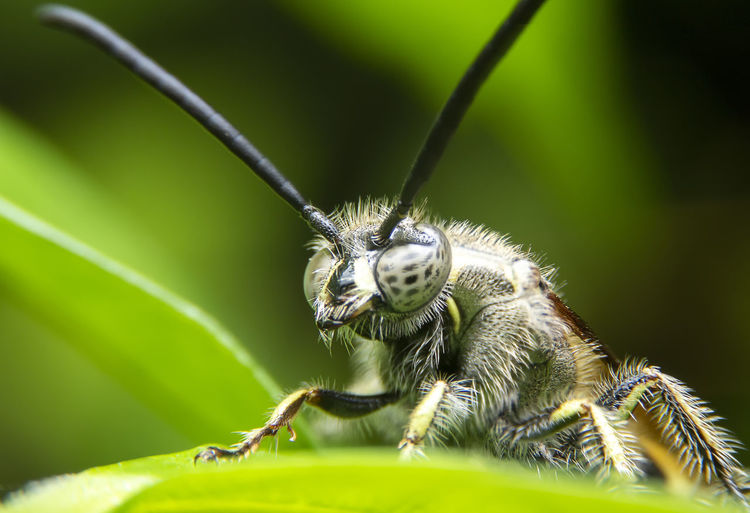 Close-up of insect on plant