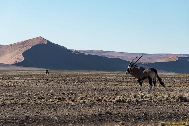 Horse on field against clear sky