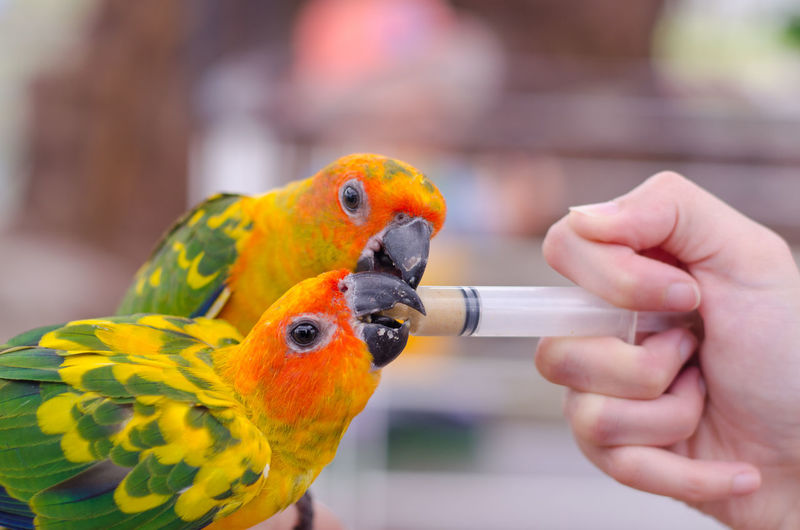 Close-up of hand feeding parrot