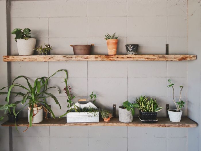 Potted plants in shelf at home