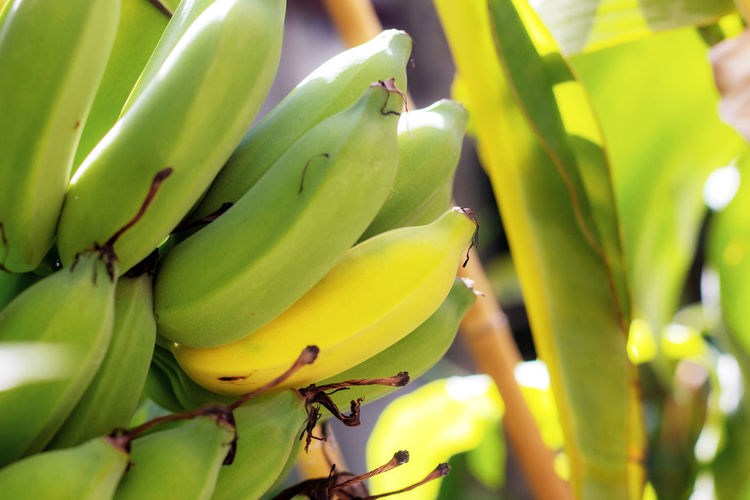 Close-up of bananas
