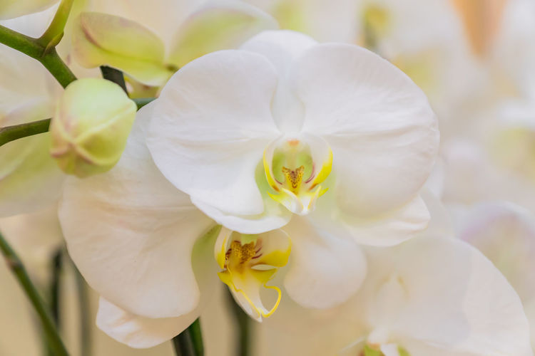 Close up of blooming white phalaenopsis or moth dendrobium orchid flower.
