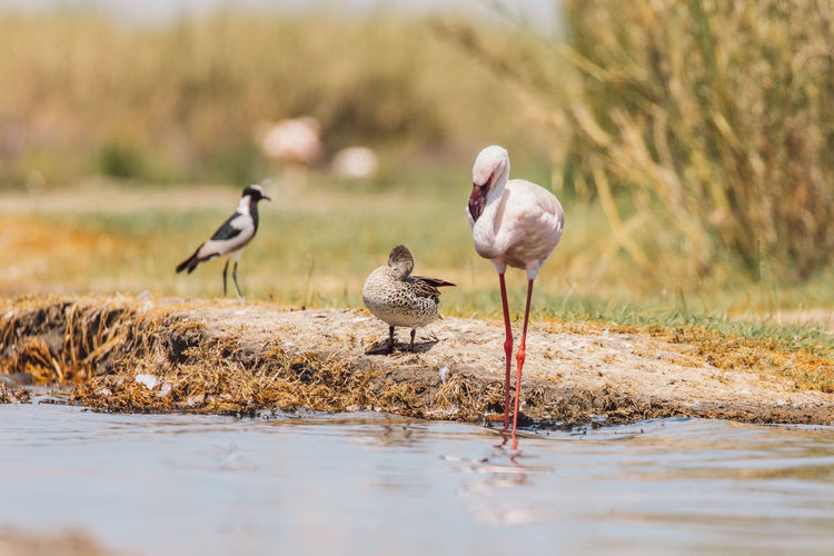 Birds in lake