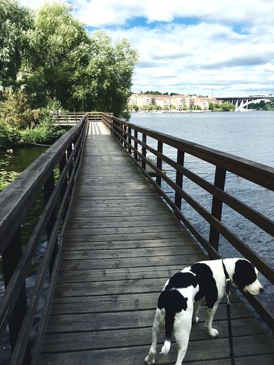 Dog on footbridge against sky