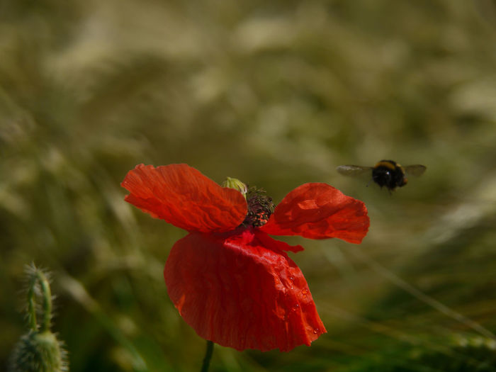 Close-up of bumblebee on red poppy