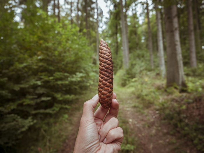Cropped image of hand holding pine cone at forest
