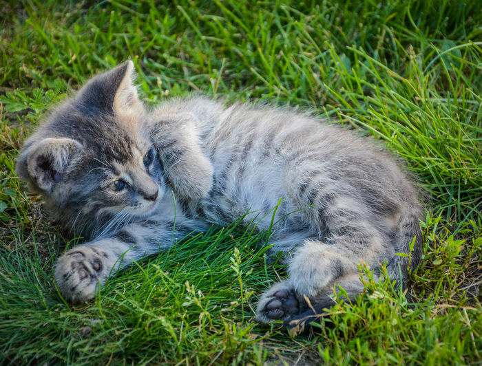View of a cat resting on field