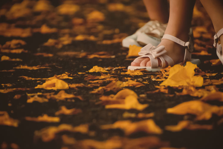 Low section of siblings on autumn leaves