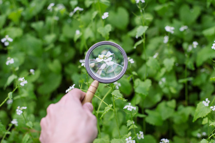 Cropped image of hand holding magnifying glass on flowers blooming on plants