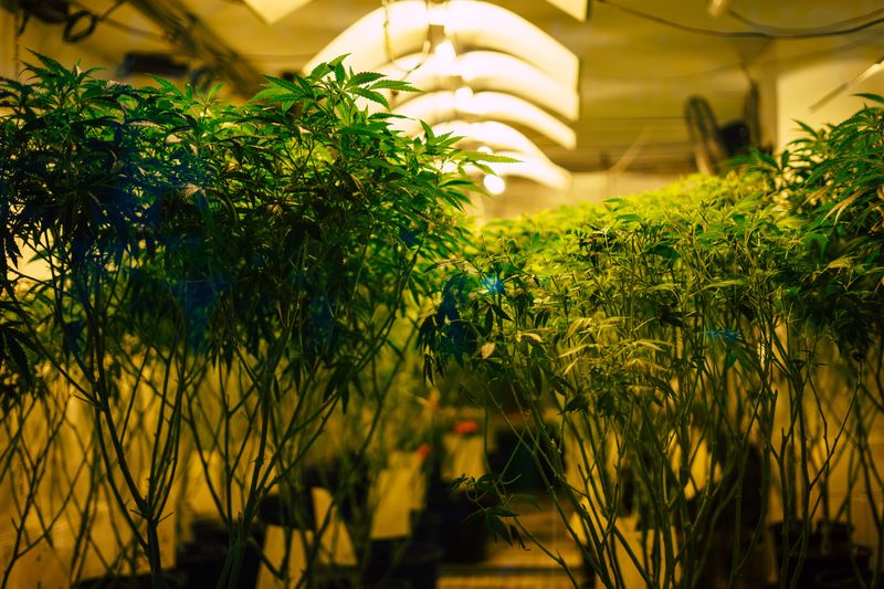 Close-up of plants against blurred background