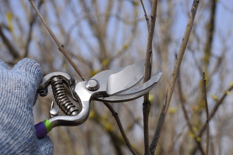 Close-up of hand using pruning shears on branch