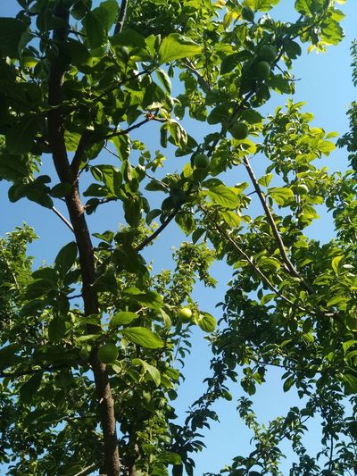 Low angle view of tree against sky