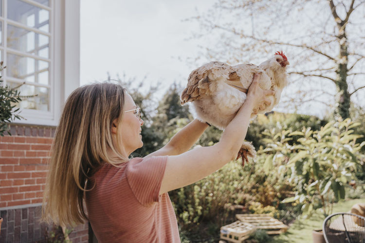 Mid adult woman picking up chicken at backyard