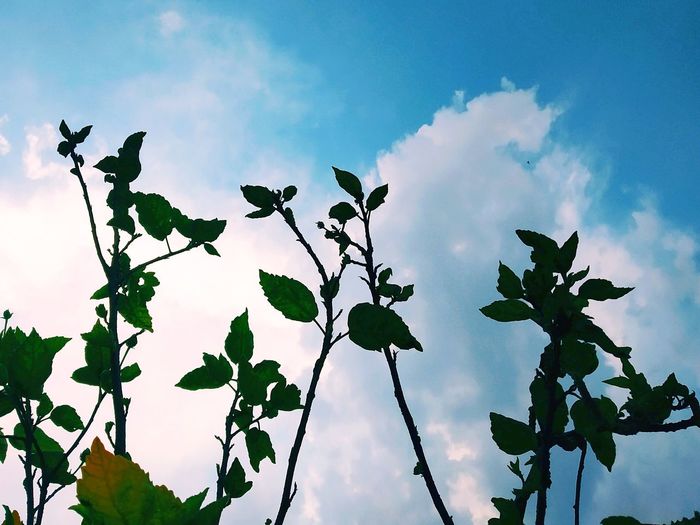 Low angle view of flowering plant against sky