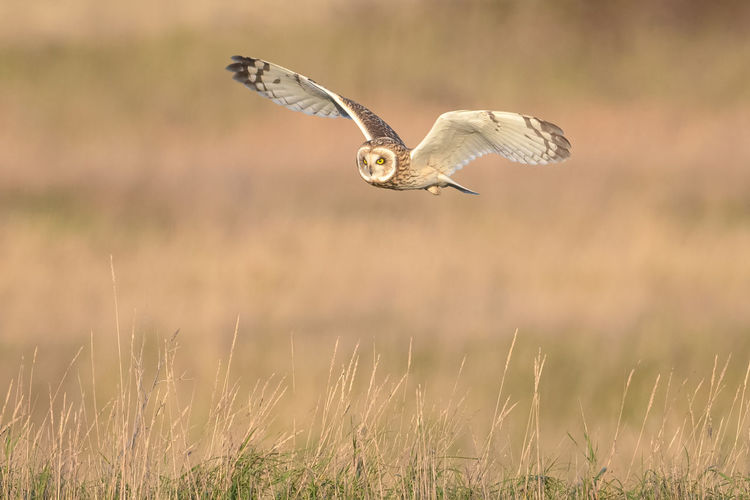 Short-eared owl bird flying over a field
