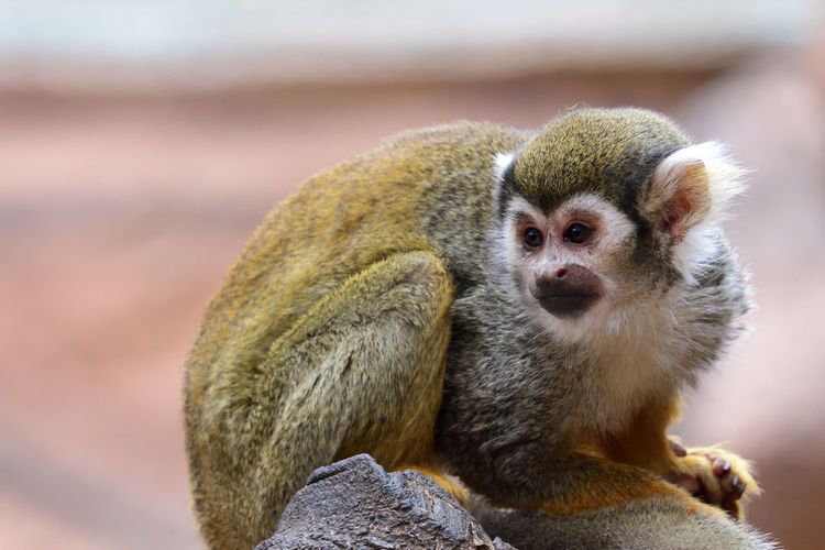 Close-up of a squirrel monkey sitting on a rock