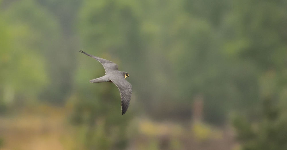 Bird flying against blurred background