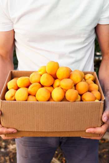 A farmer holds a box of ripe orange apricots in the garden. growing organic products. healthy eating