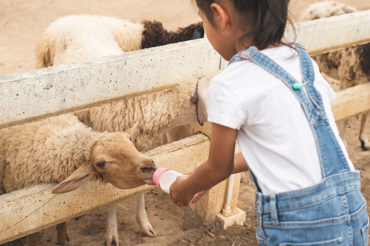 Girl feeding milk to lamb